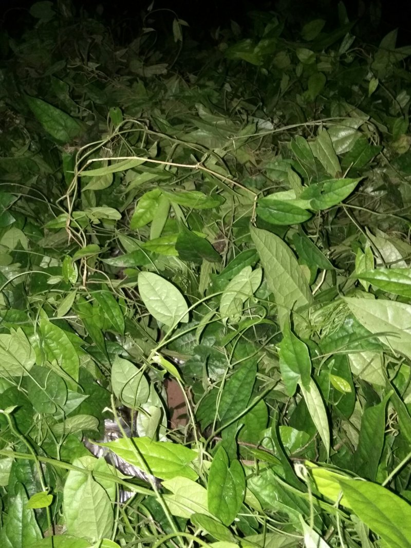 四川金果榄，地苦胆种块茎，产地直供