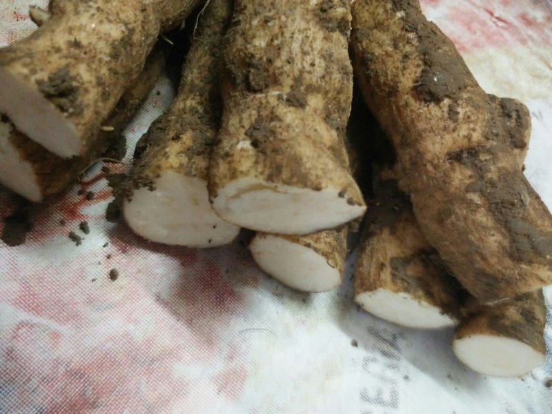 2019年优质瓜蒌种苗预订中...