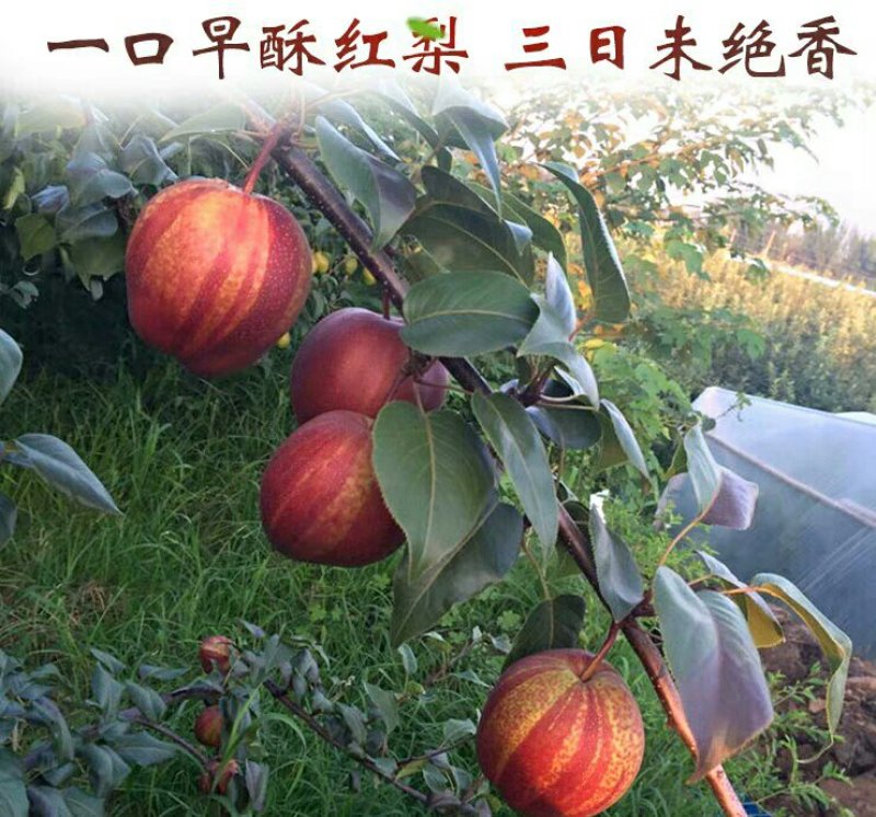 梨树苗红梨树苗早酥红梨嫁接果树苗当年结果