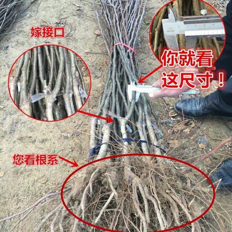 梨树苗红梨树苗早酥红梨嫁接果树苗当年结果