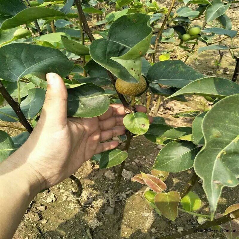 梨树苗红梨树苗早酥红梨嫁接果树苗当年结果