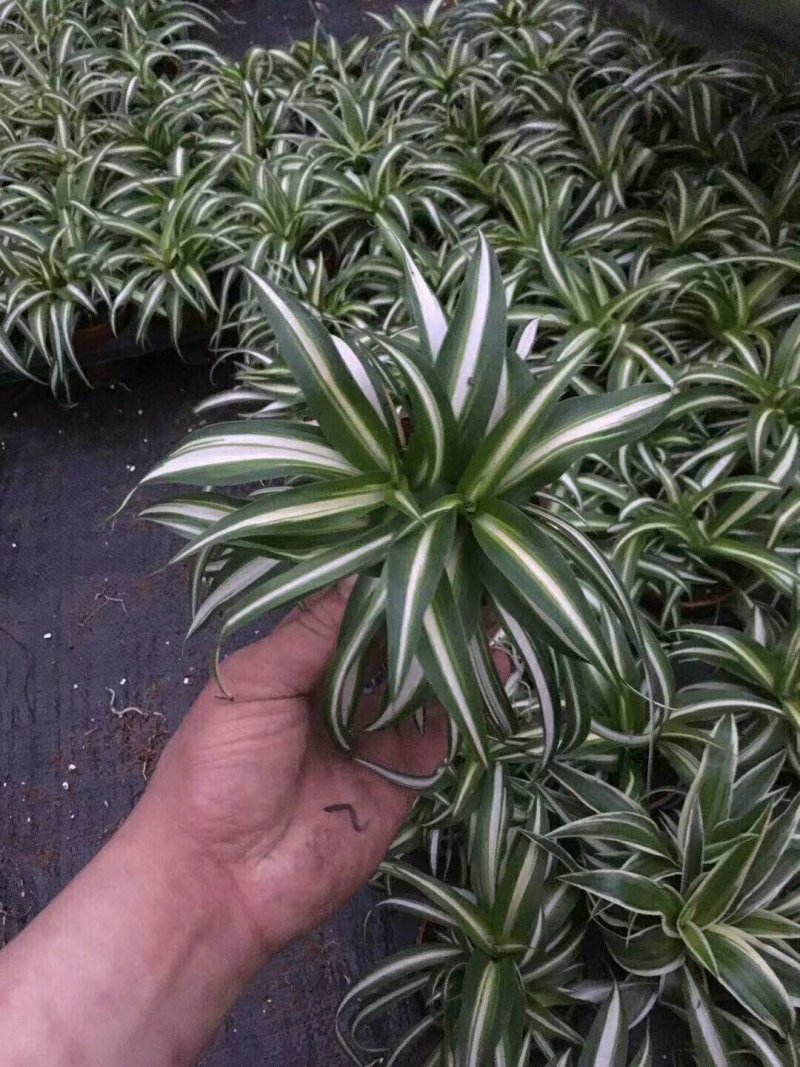 金心吊兰盆栽