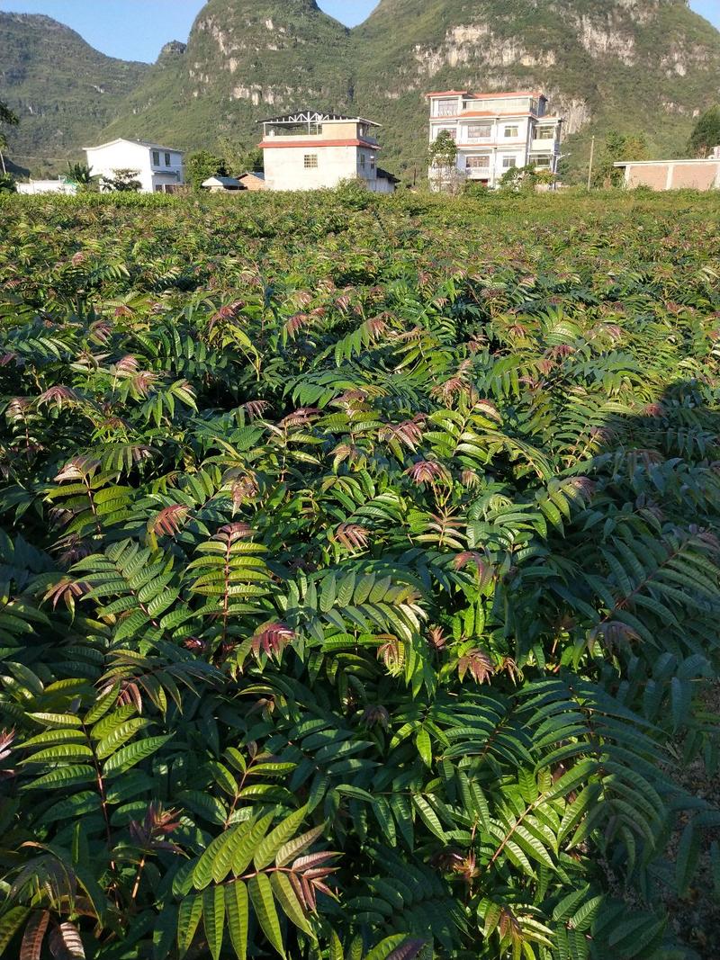 红芽香椿苗香椿苗菜椿苗100株起发货包邮