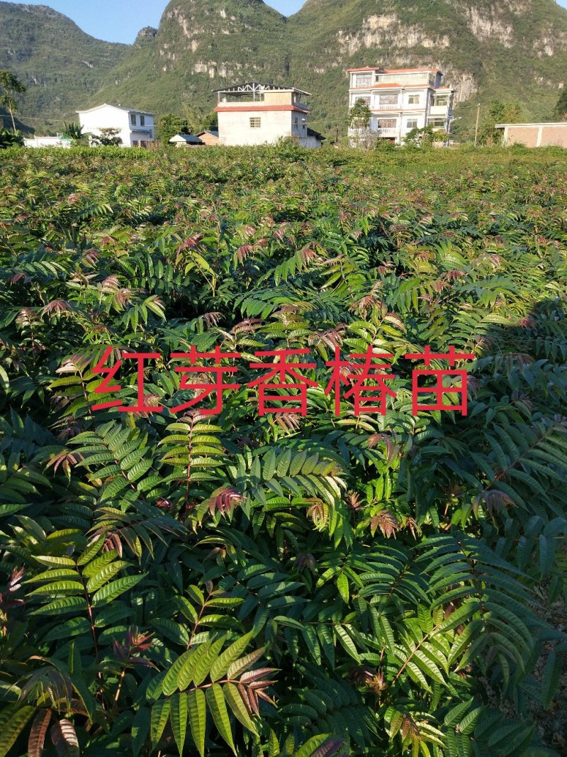 红芽香椿苗香椿苗菜椿苗100株起发货包邮