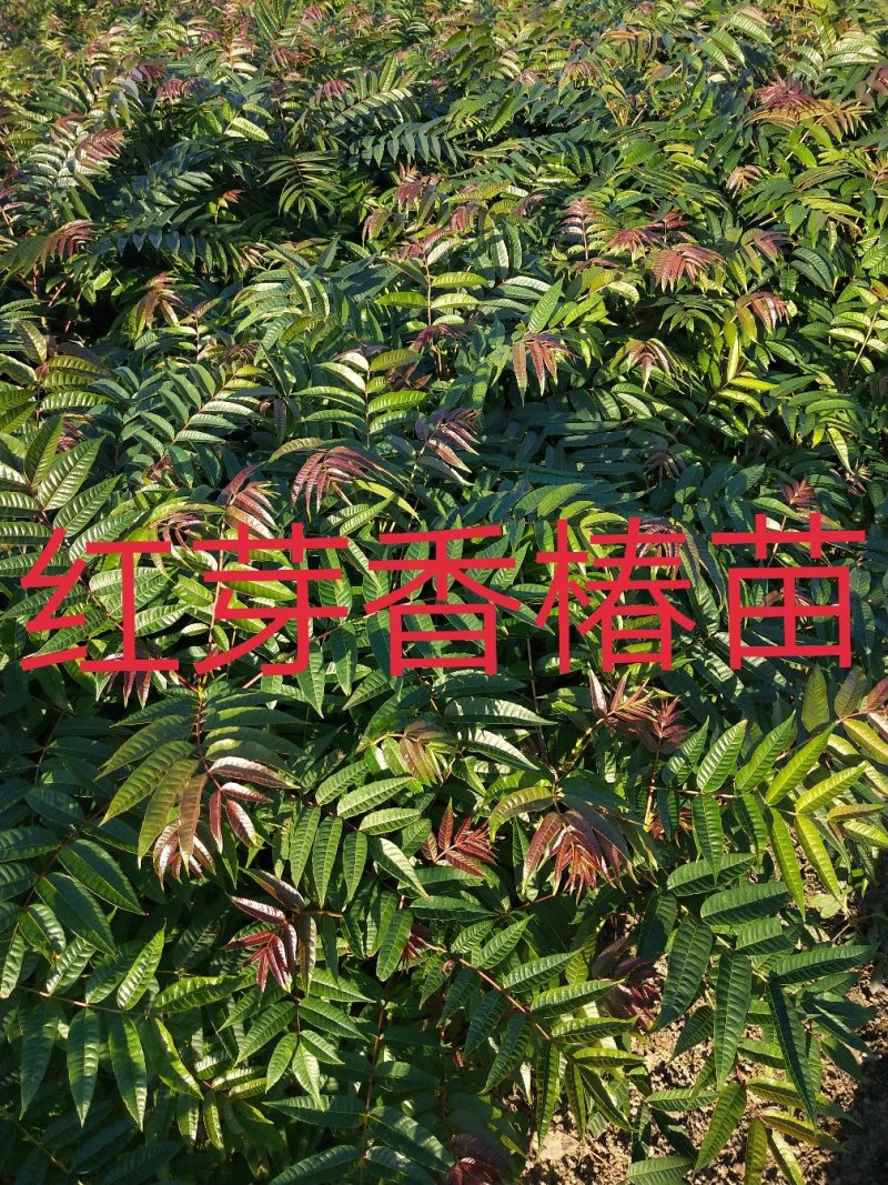 红芽香椿苗香椿苗菜椿苗100株起发货包邮