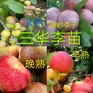 早熟三华李树苗50~100cm