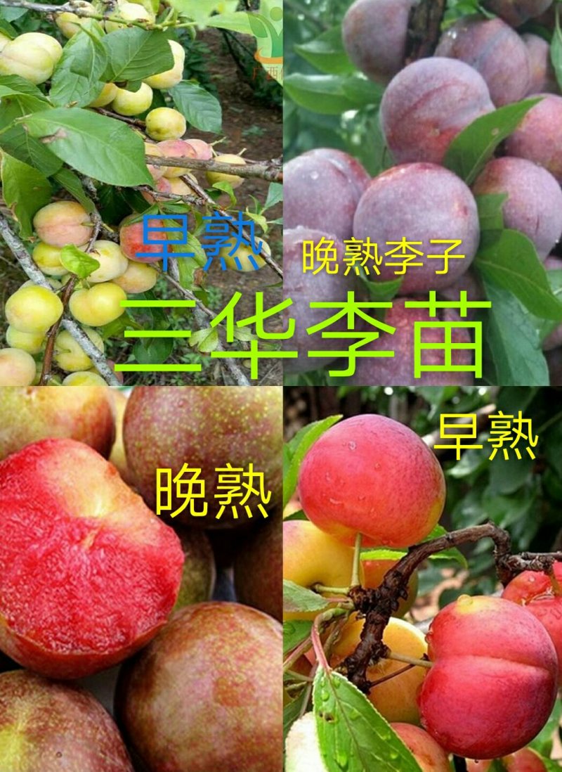 早熟三华李树苗50~100cm