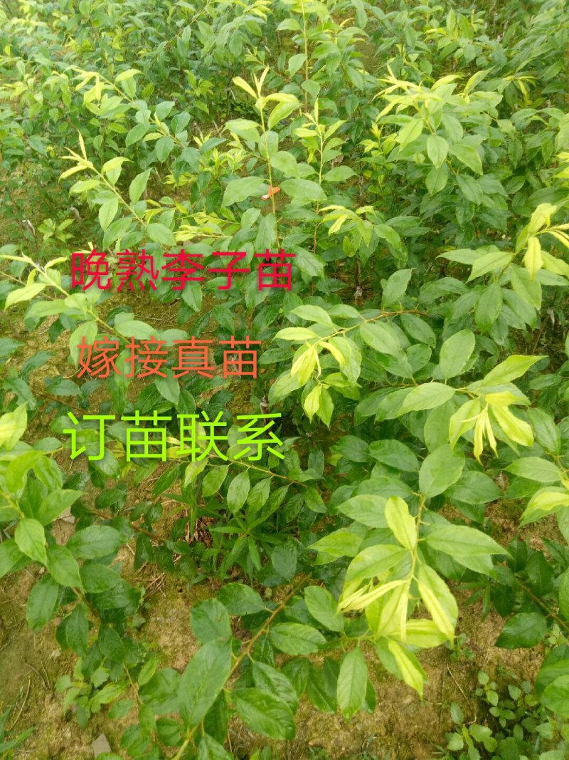 早熟三华李树苗50~100cm