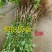 早熟三华李树苗50~100cm