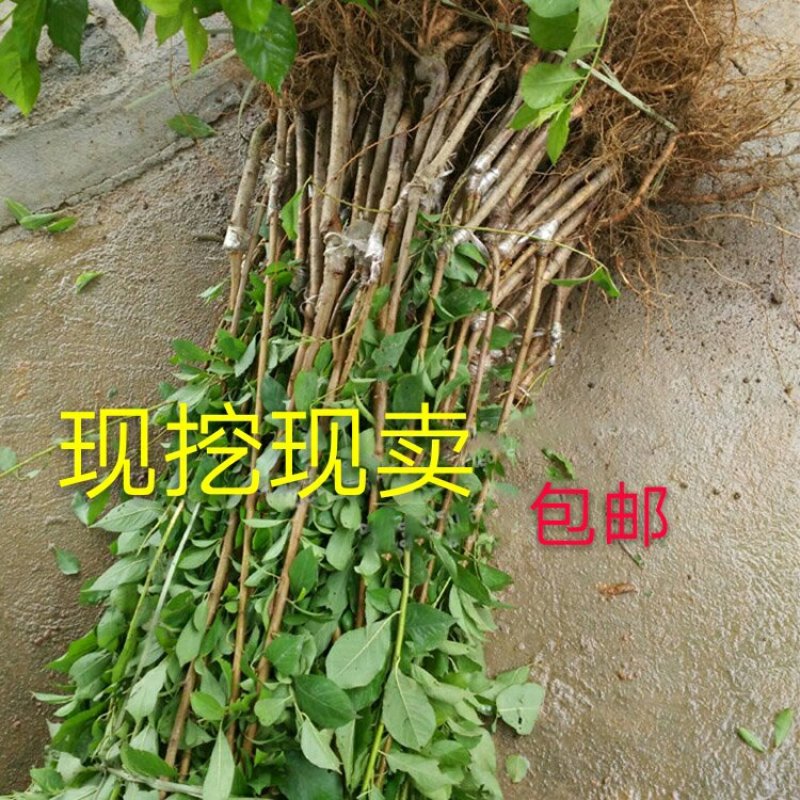 早熟三华李树苗50~100cm