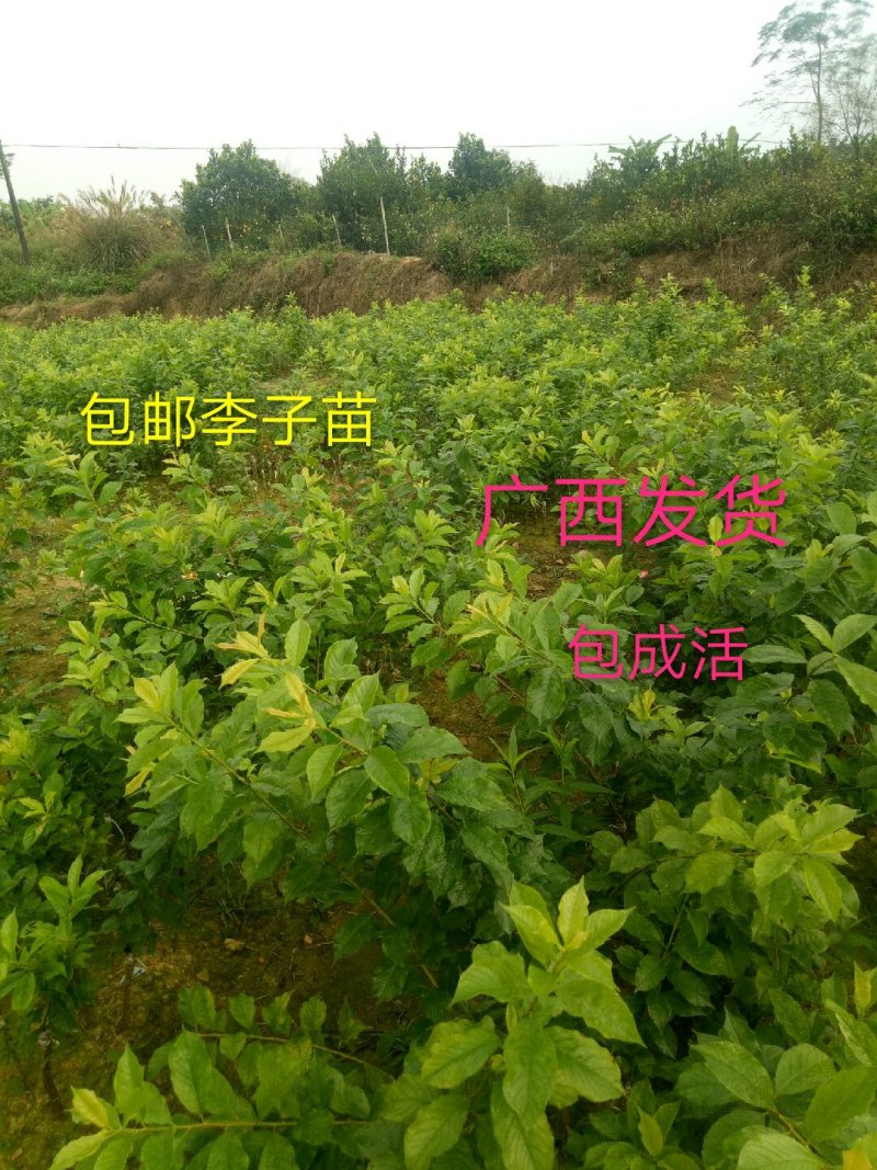 早熟三华李树苗50~100cm