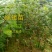 早熟三华李树苗50~100cm
