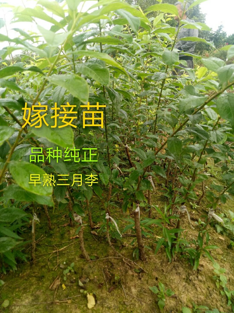 早熟三华李树苗50~100cm