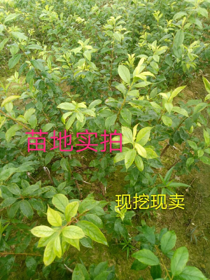 早熟三华李树苗50~100cm