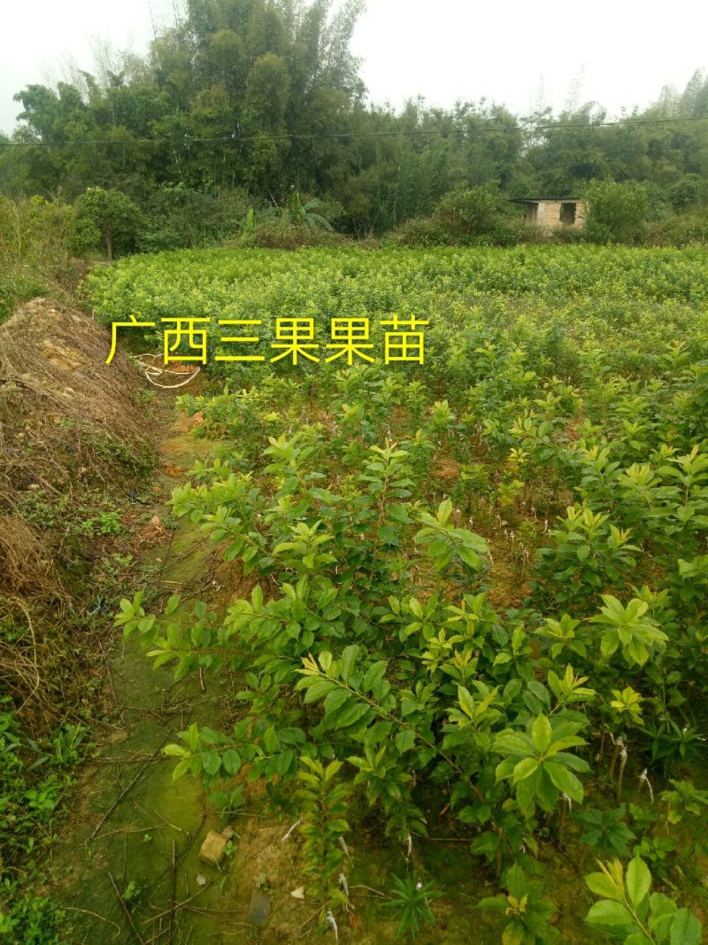 早熟三华李树苗50~100cm