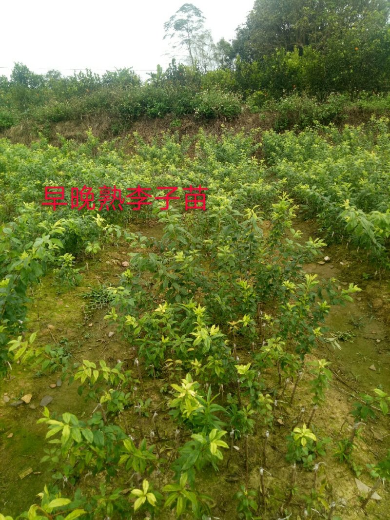 早熟三华李树苗50~100cm