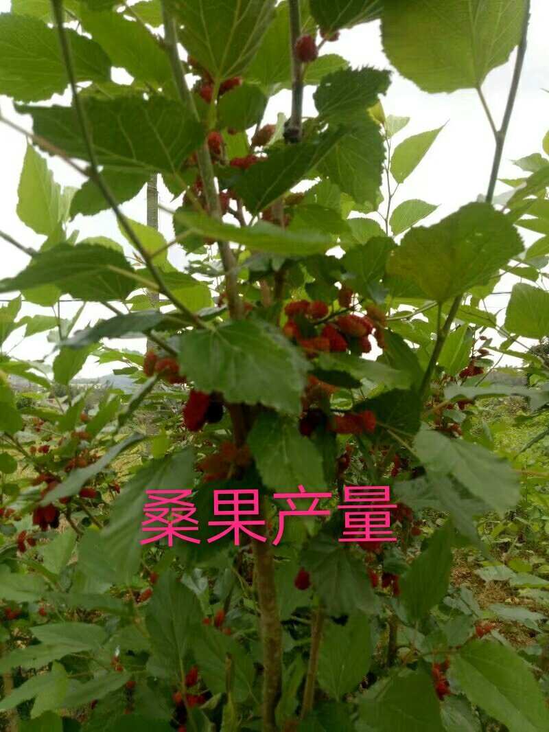 长果桑树苗50~60cm