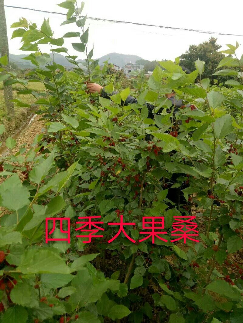 长果桑树苗50~60cm
