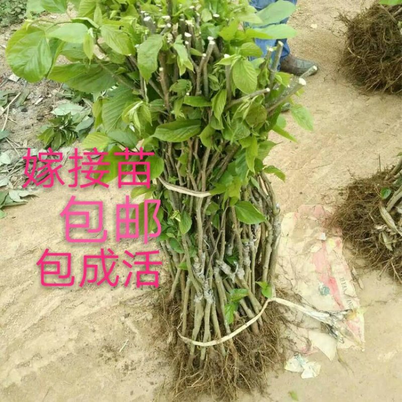 长果桑树苗50~60cm