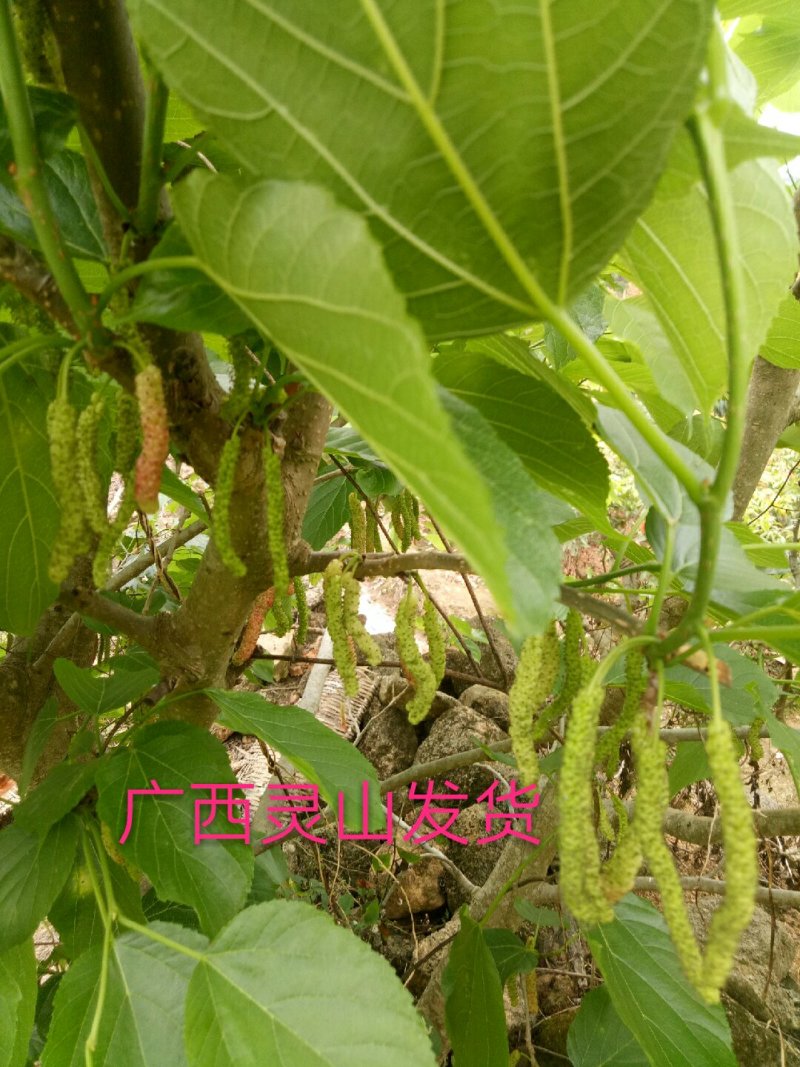 长果桑树苗50~60cm