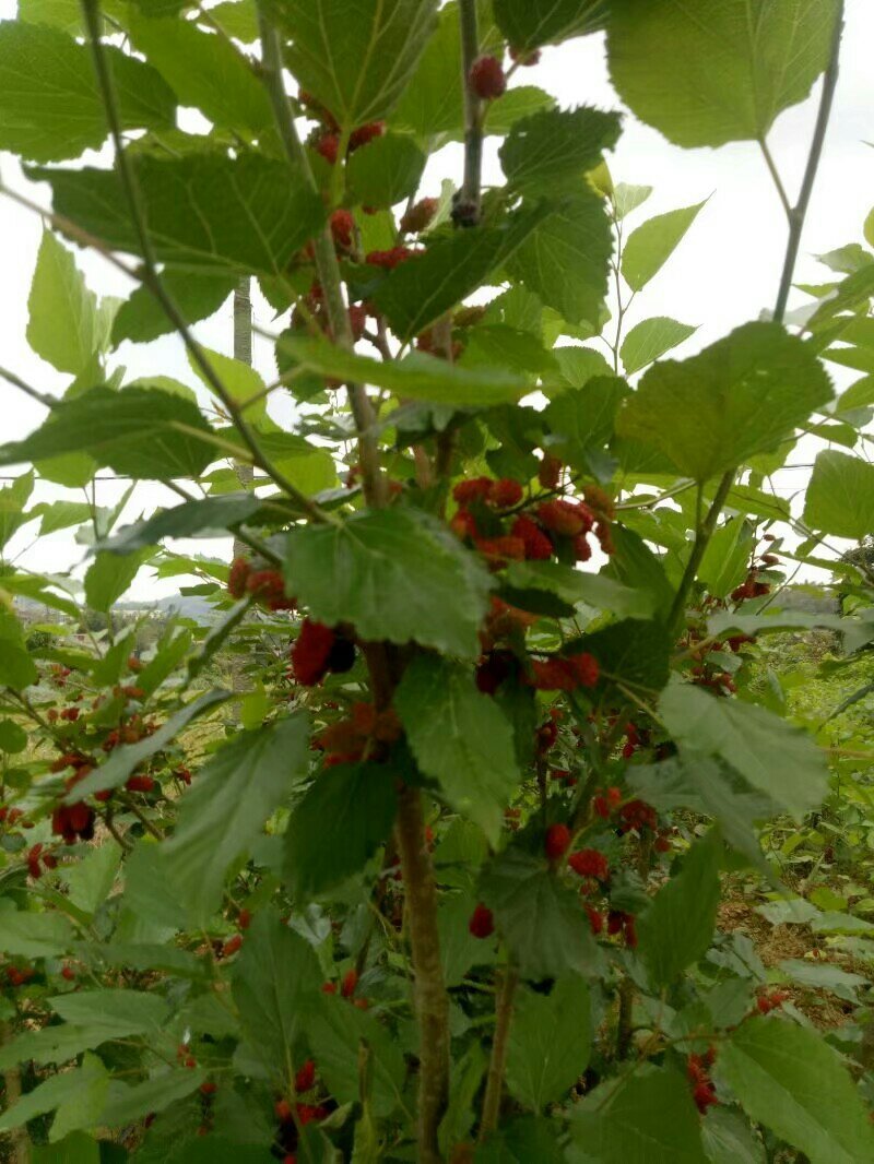 长果桑树苗50~60cm