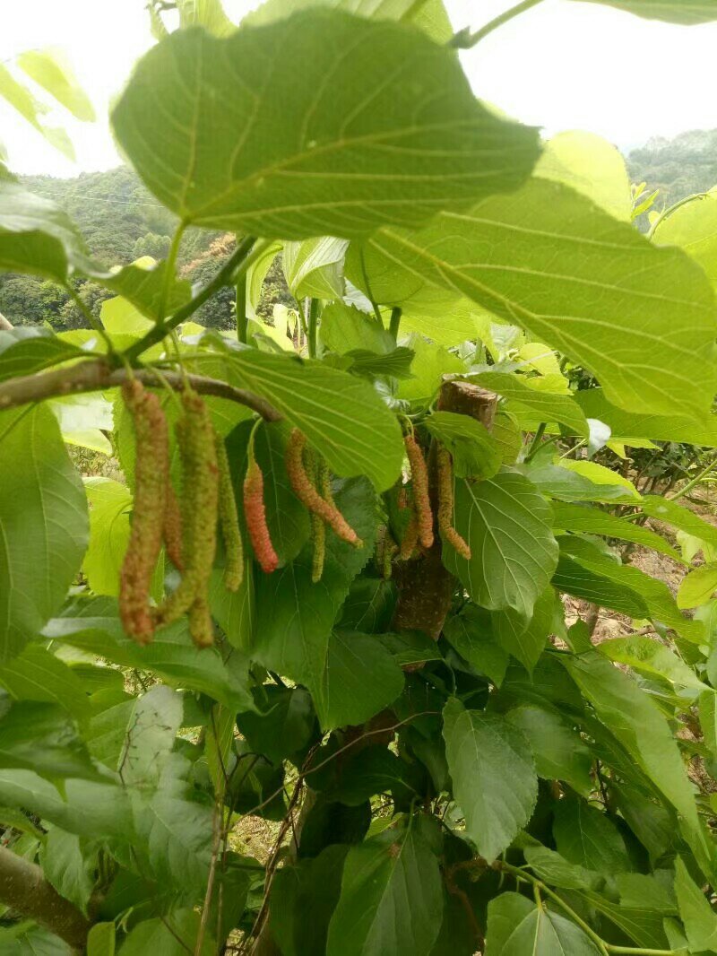 长果桑树苗50~60cm