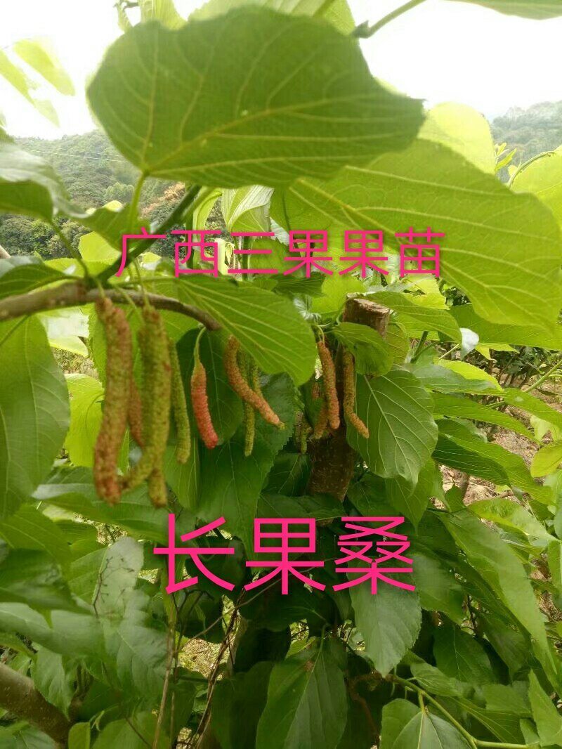 长果桑树苗50~60cm