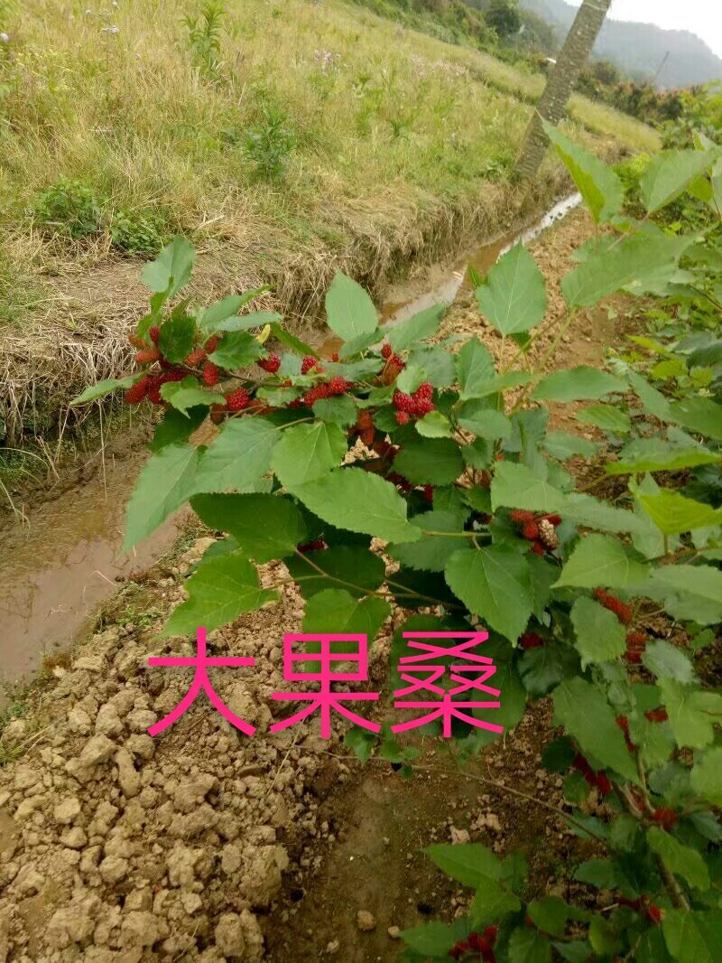 长果桑树苗50~60cm