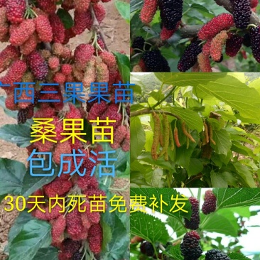 长果桑树苗50~60cm