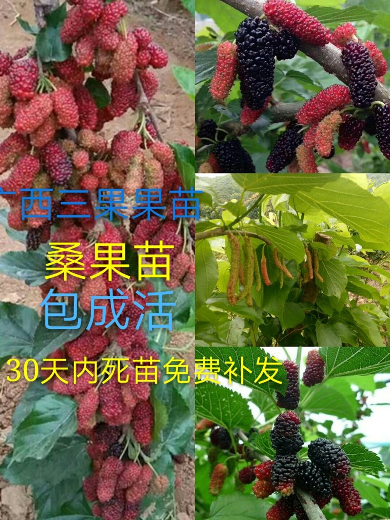 长果桑树苗50~60cm