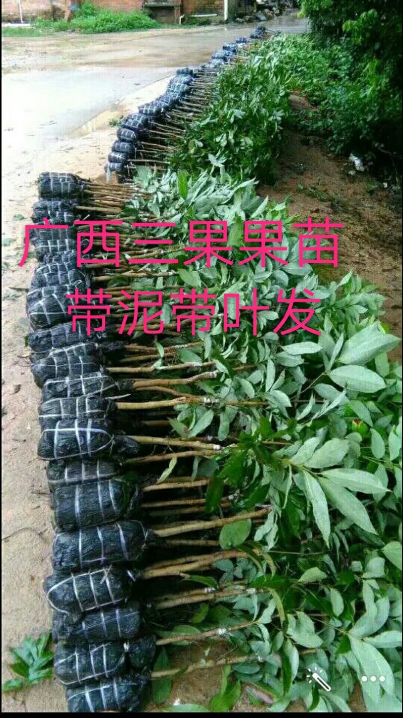 妃子笑荔枝苗50~80cm