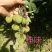 妃子笑荔枝苗50~80cm