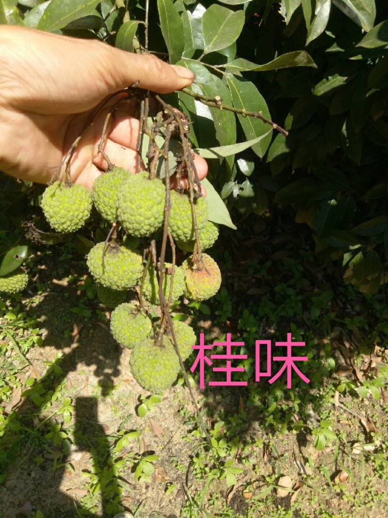 妃子笑荔枝苗50~80cm