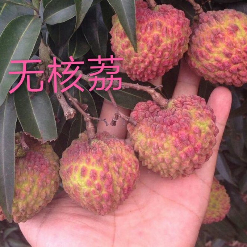 妃子笑荔枝苗50~80cm