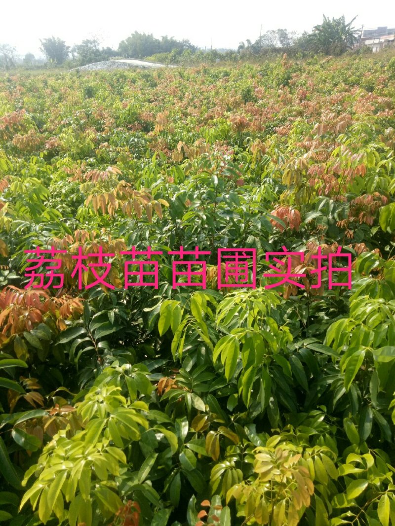 妃子笑荔枝苗50~80cm