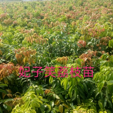 妃子笑荔枝苗50~80cm