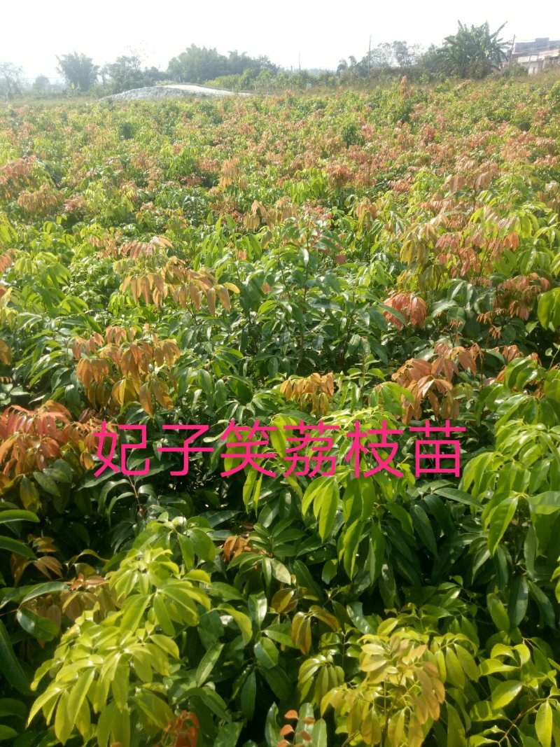 妃子笑荔枝苗50~80cm