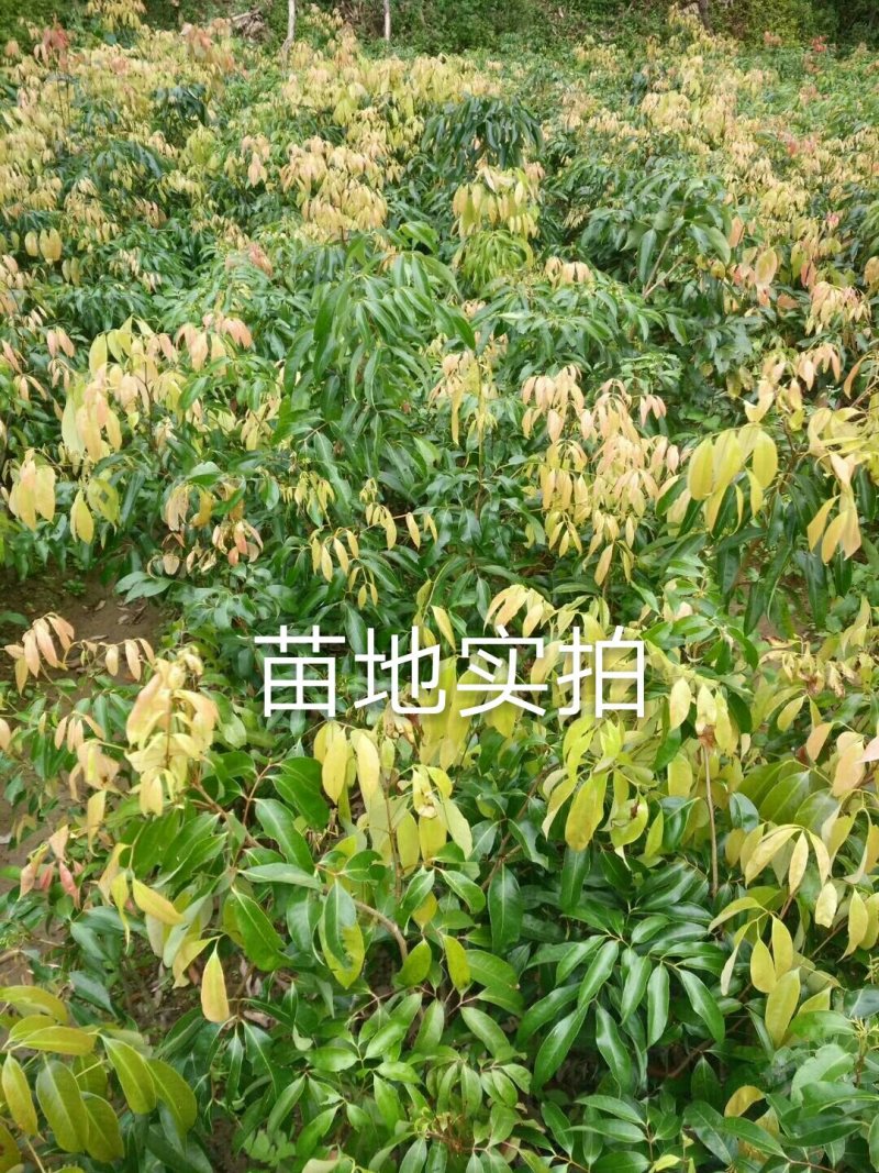 妃子笑荔枝苗50~80cm