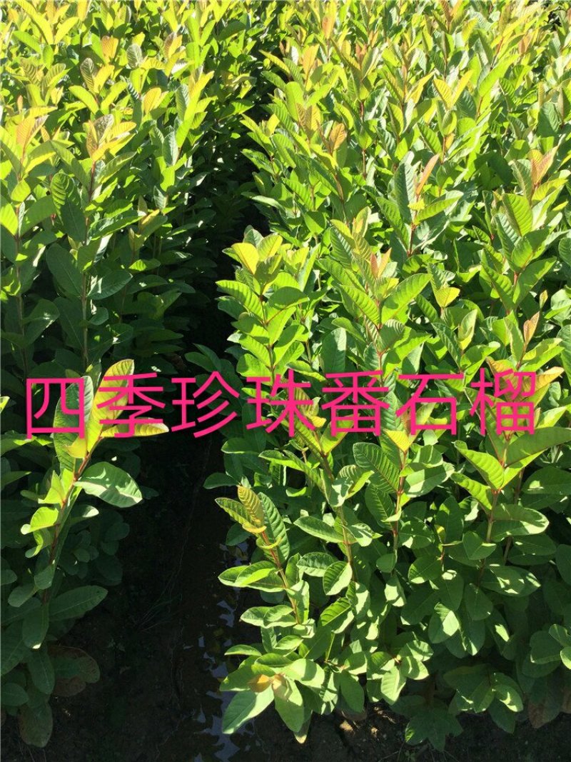 番石榴苗，红宝石，西瓜芭乐，四季番石榴