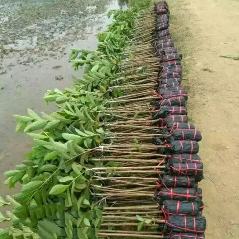 番石榴苗，红宝石，西瓜芭乐，四季番石榴