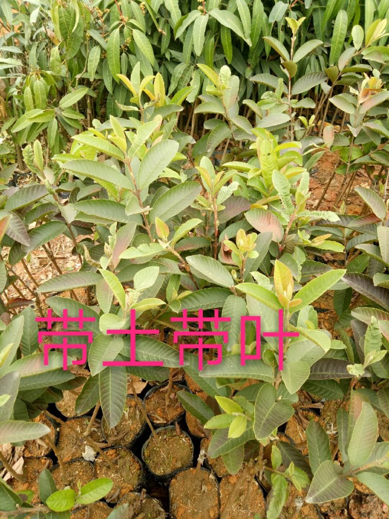 番石榴苗，红宝石，西瓜芭乐，四季番石榴