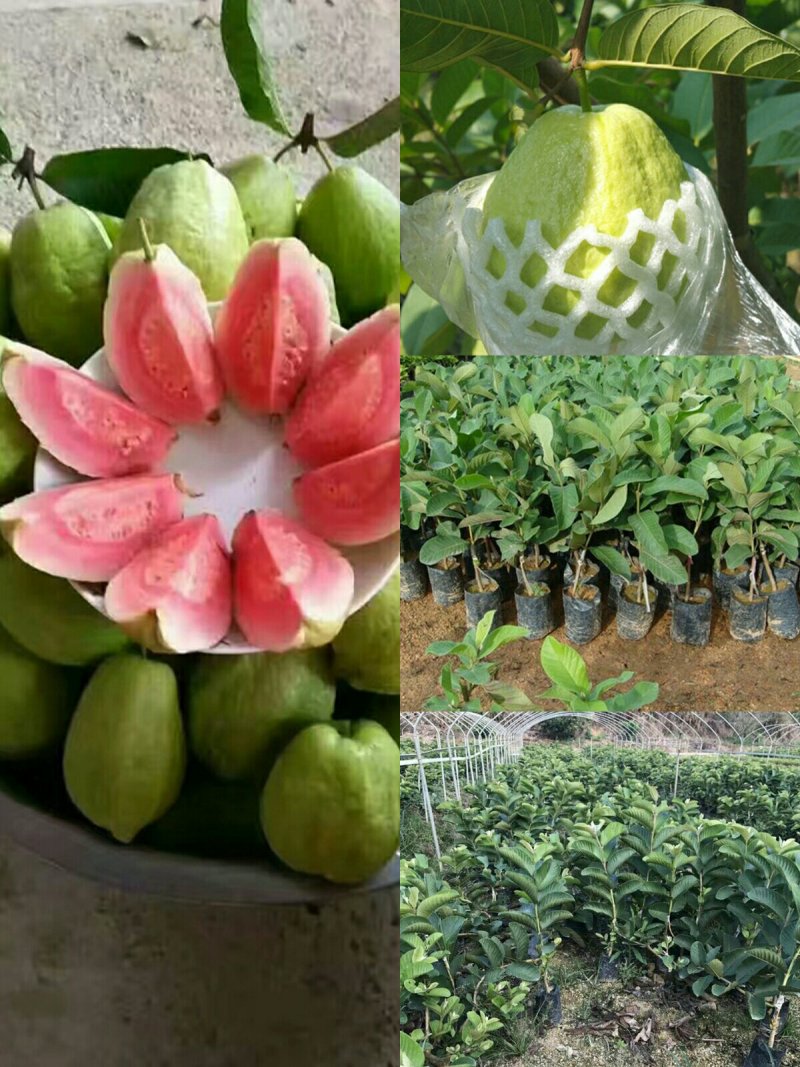 番石榴苗，红宝石，西瓜芭乐，四季番石榴