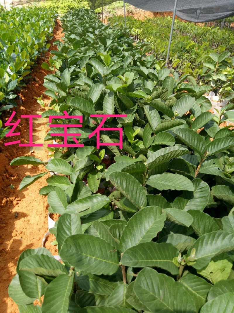 番石榴苗，红宝石，西瓜芭乐，四季番石榴