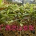 番石榴苗，红宝石，西瓜芭乐，四季番石榴