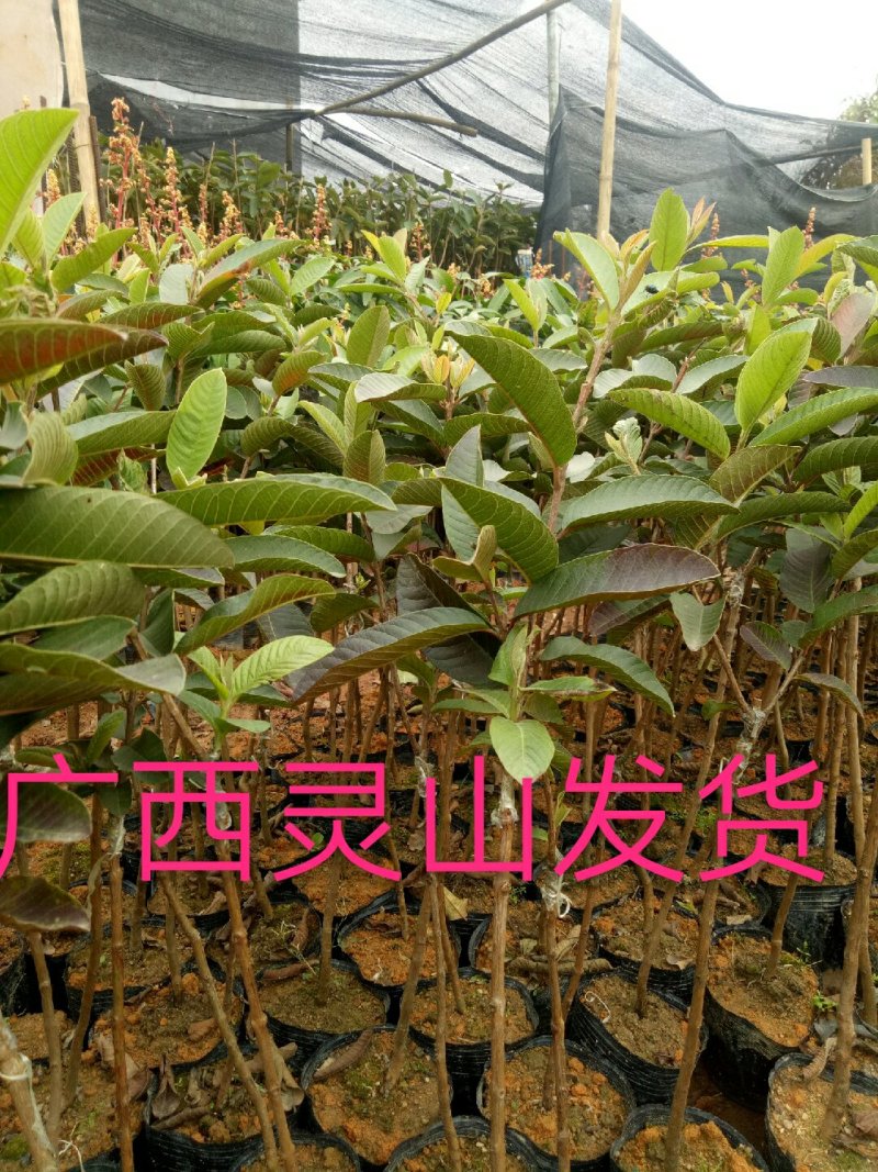 番石榴苗，红宝石，西瓜芭乐，四季番石榴