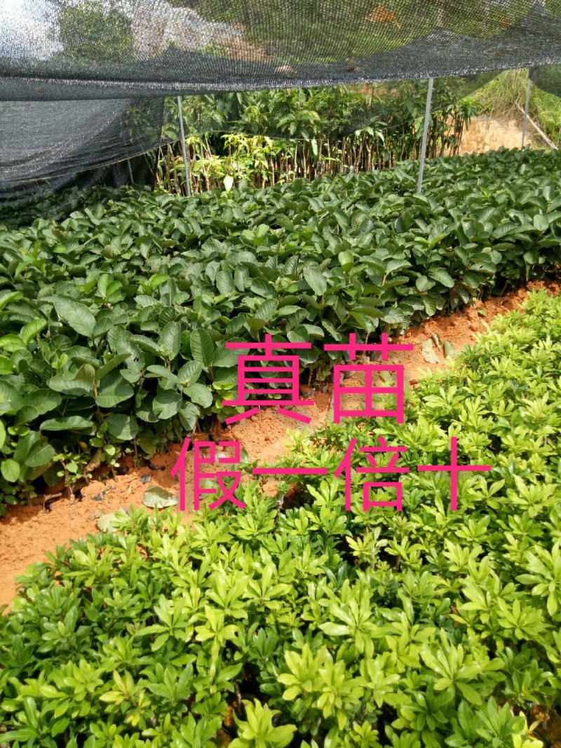 番石榴苗，红宝石，西瓜芭乐，四季番石榴