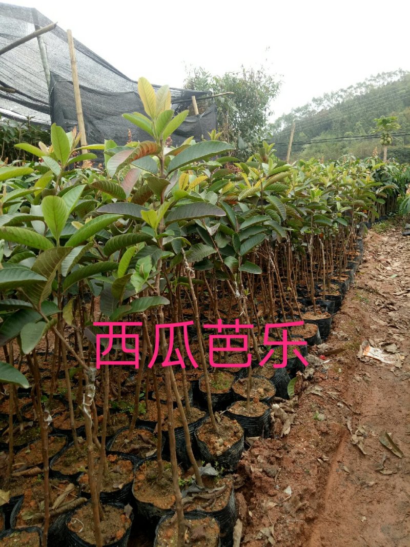 番石榴苗，红宝石，西瓜芭乐，四季番石榴