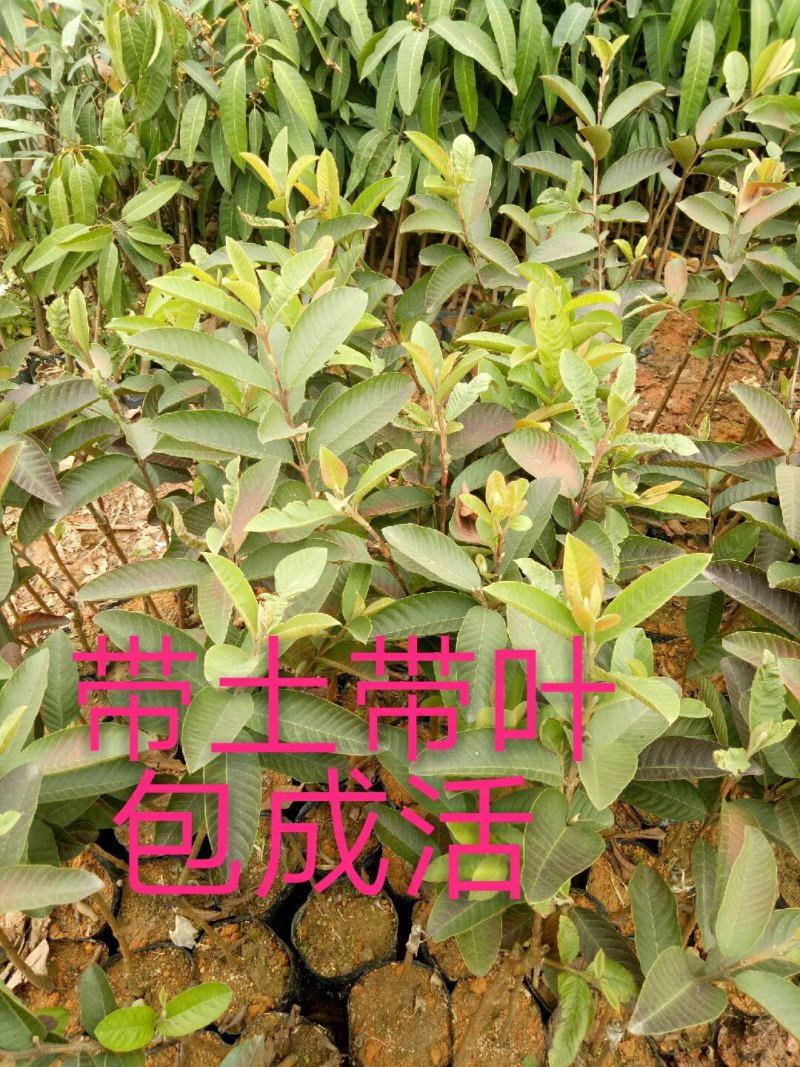 番石榴苗，红宝石，西瓜芭乐，四季番石榴