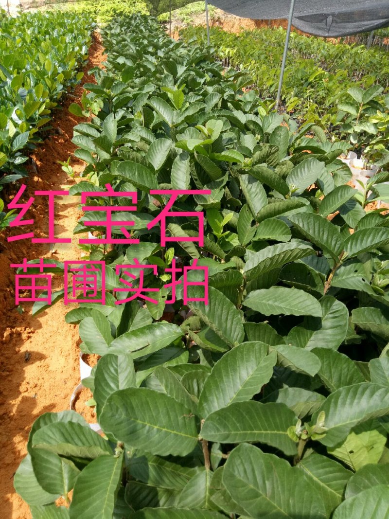 番石榴苗，红宝石，西瓜芭乐，四季番石榴