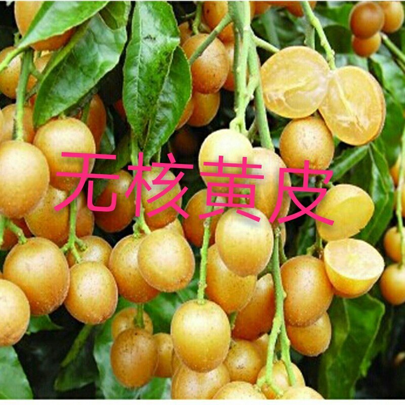 黑黄皮果苗30~50cmcm